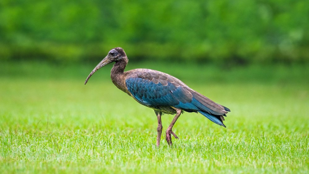 Голубой Ибис