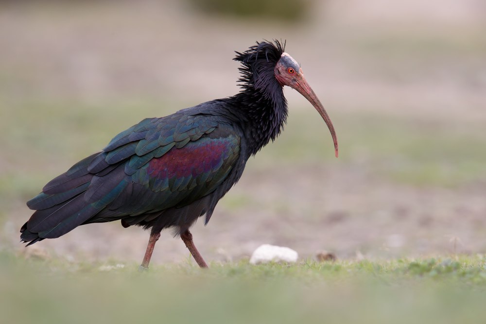 Лысый Ибис Бородач желтогрудый конек