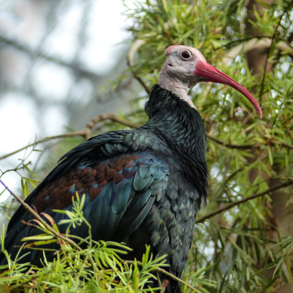 Северный лысый Ибис