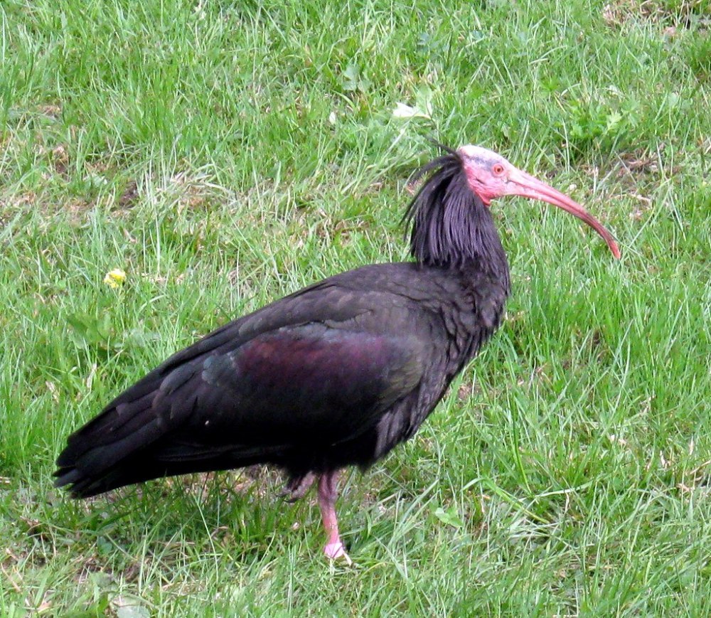 Ibis Eremita