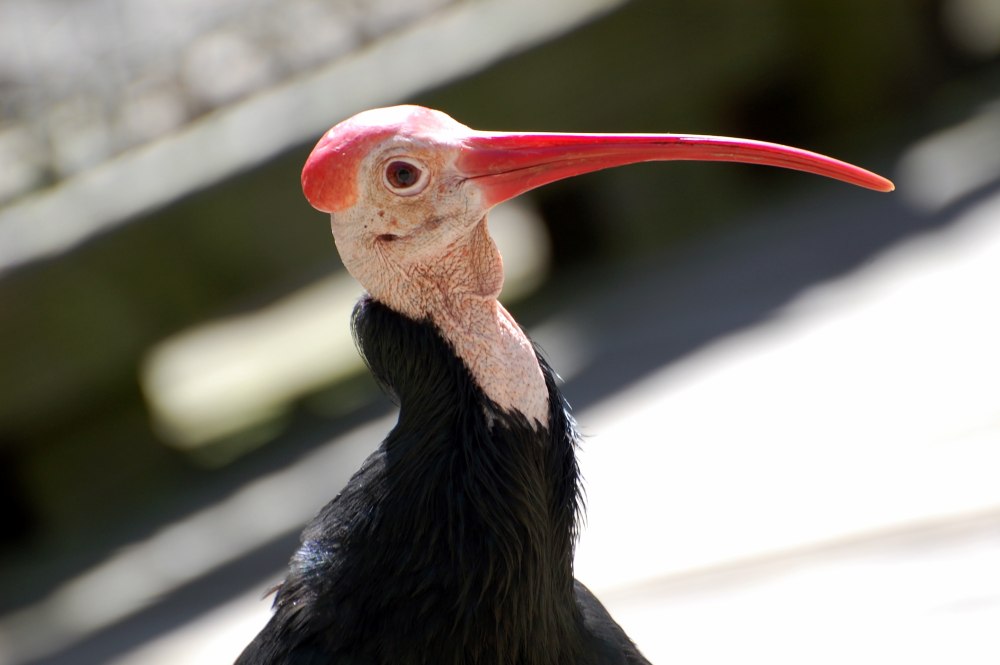 Лысый Ибис фото