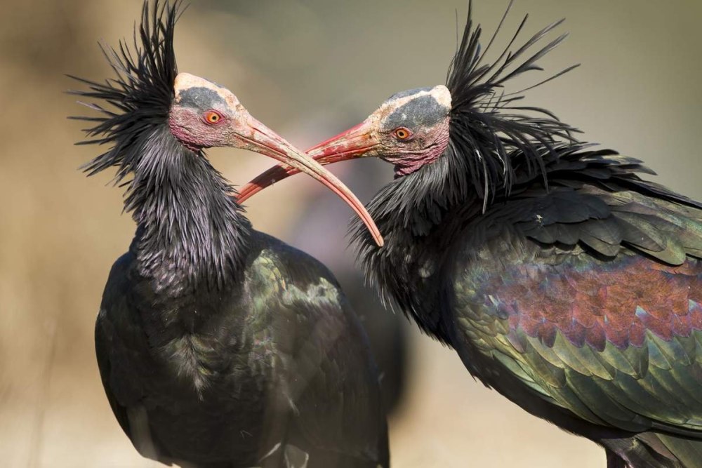 Лесной Ибис (Northern bald ibis)
