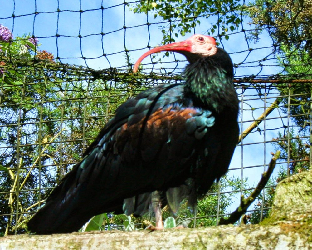 Зоопарк Белфаста