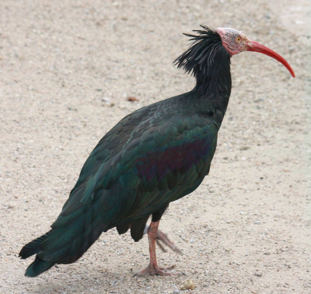 Северный лысый Ибис