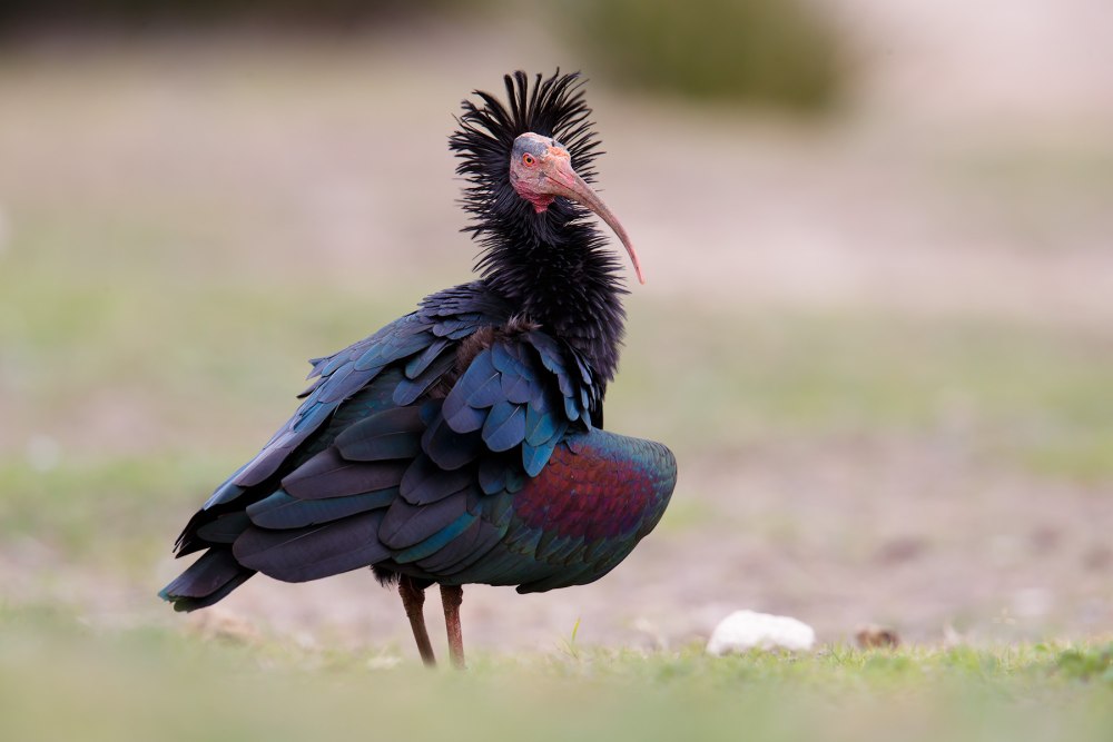 Краснощекий Ибис