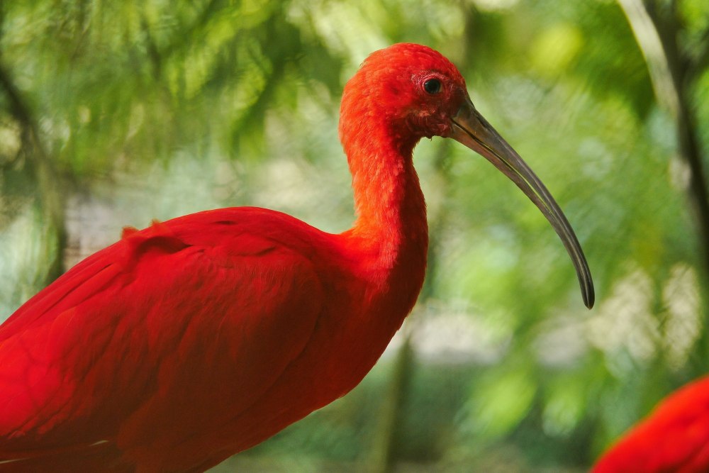 Фон для Ибиса