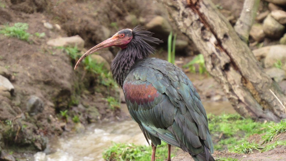 Лесной Ибис (Northern bald ibis)