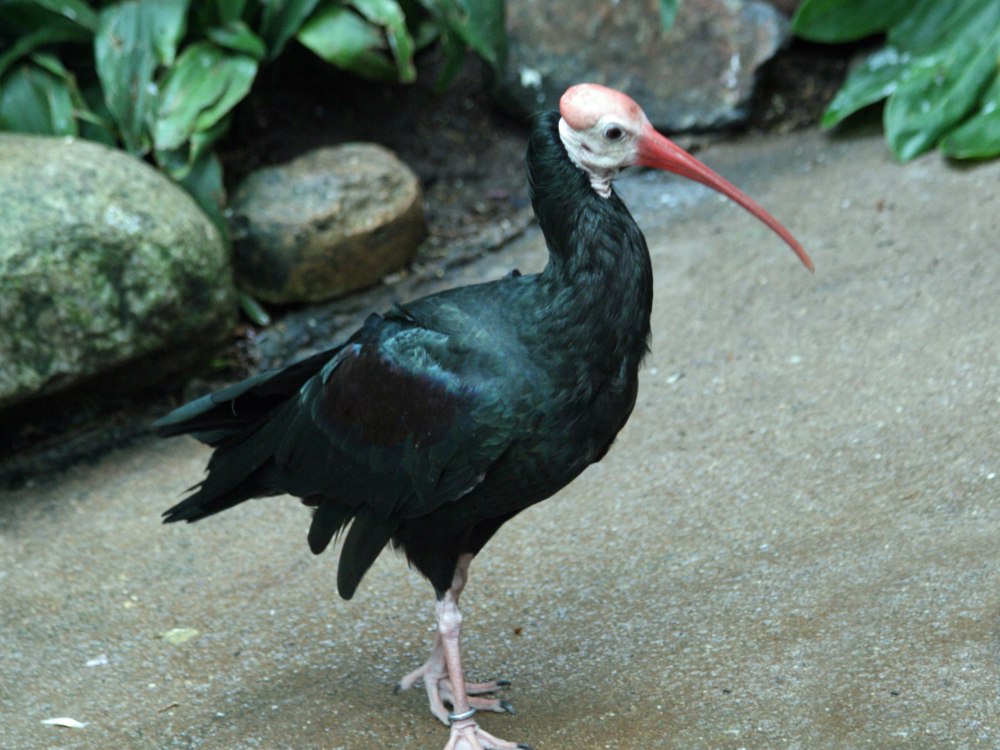 Лысый Ибис в Лесото