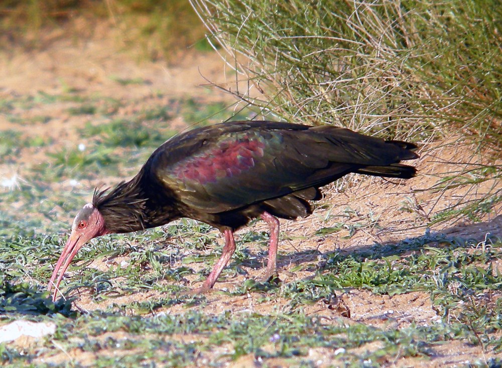 Северный лысый Ибис