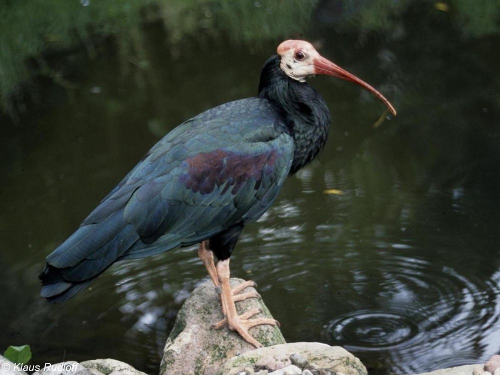 Северный лысый Ибис