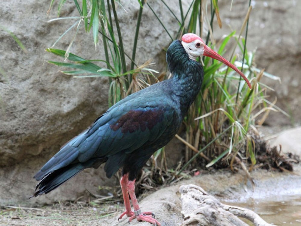 Ибис лысый Южный