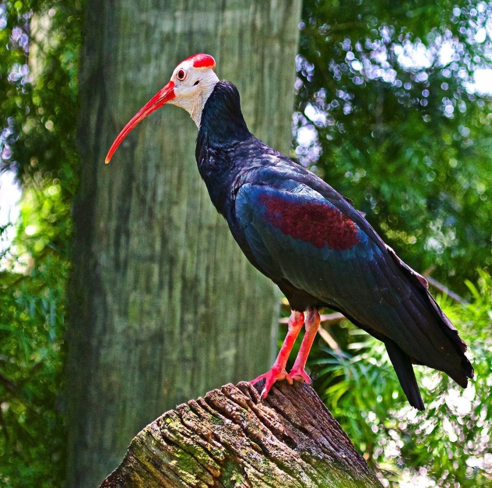 Краснощекий Ибис