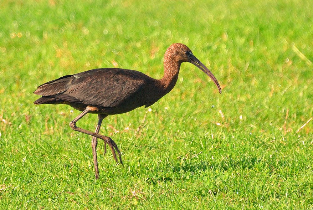 Тонкоклювая Каравайка Ибис