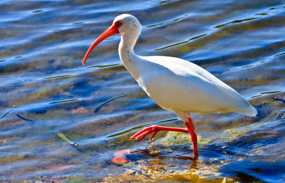 Птица красноногий японский Ибис