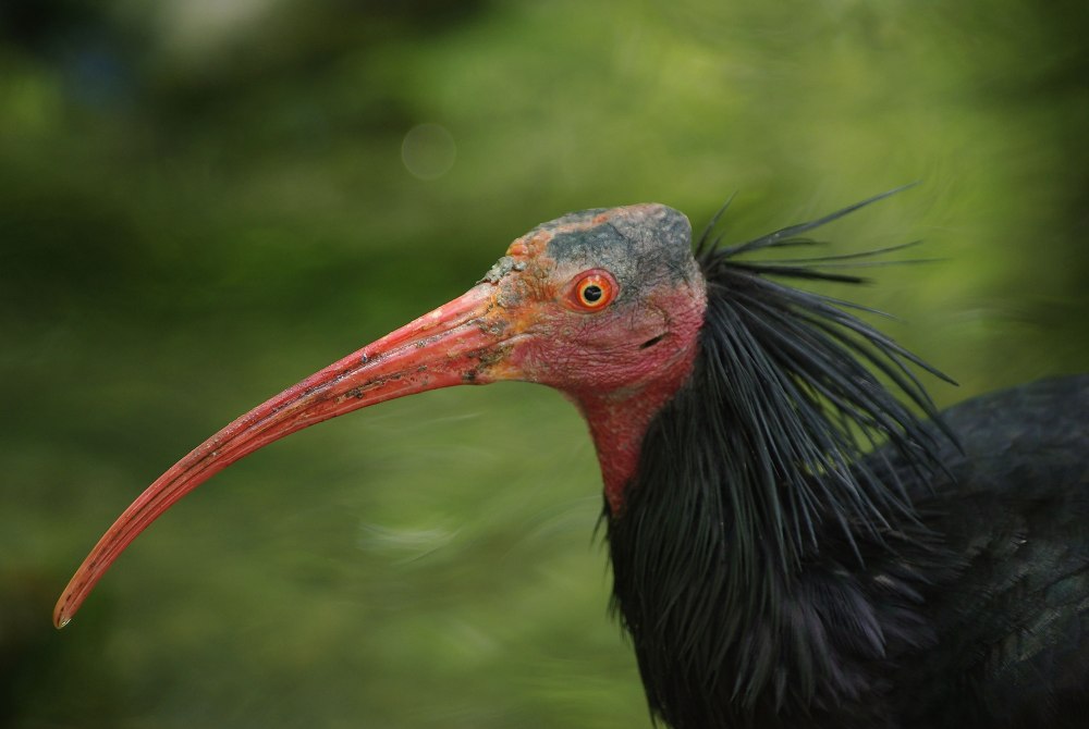 Северный лысый Ибис