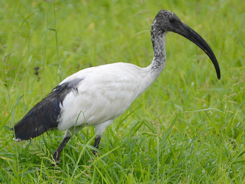 Египетская птица Ибис