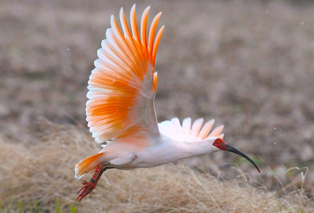 Красноногий (азиатский) Ибис