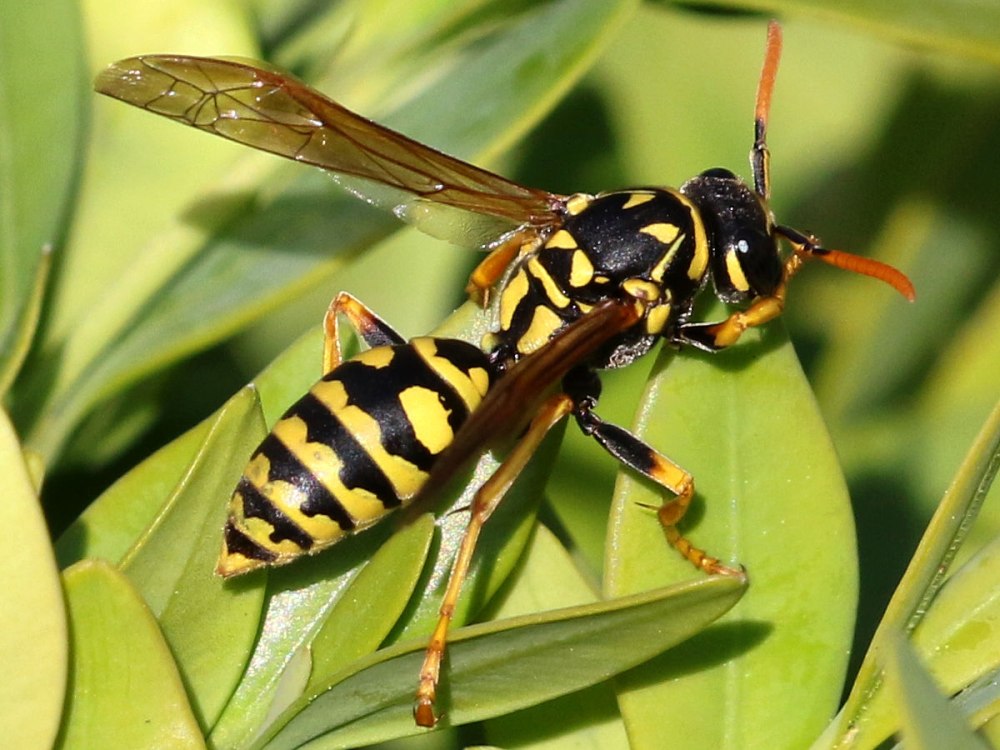 Polistes dominula