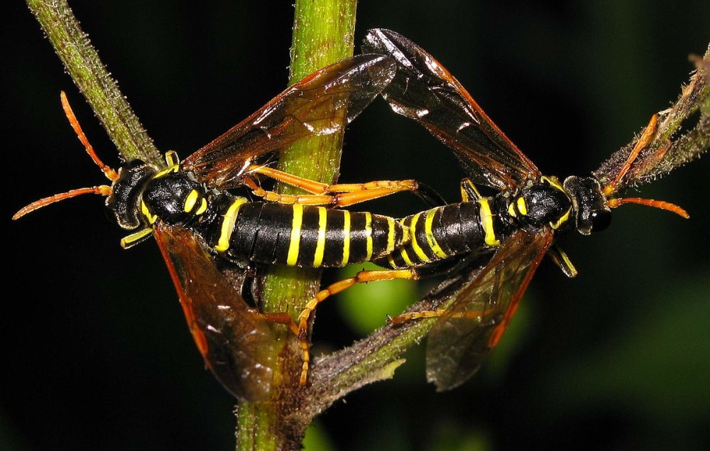 Tenthredo scrophulariae