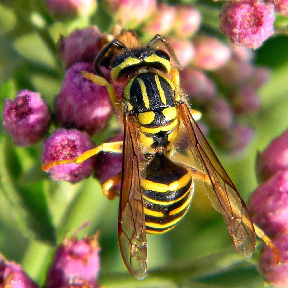 Yellowjackets насекомые