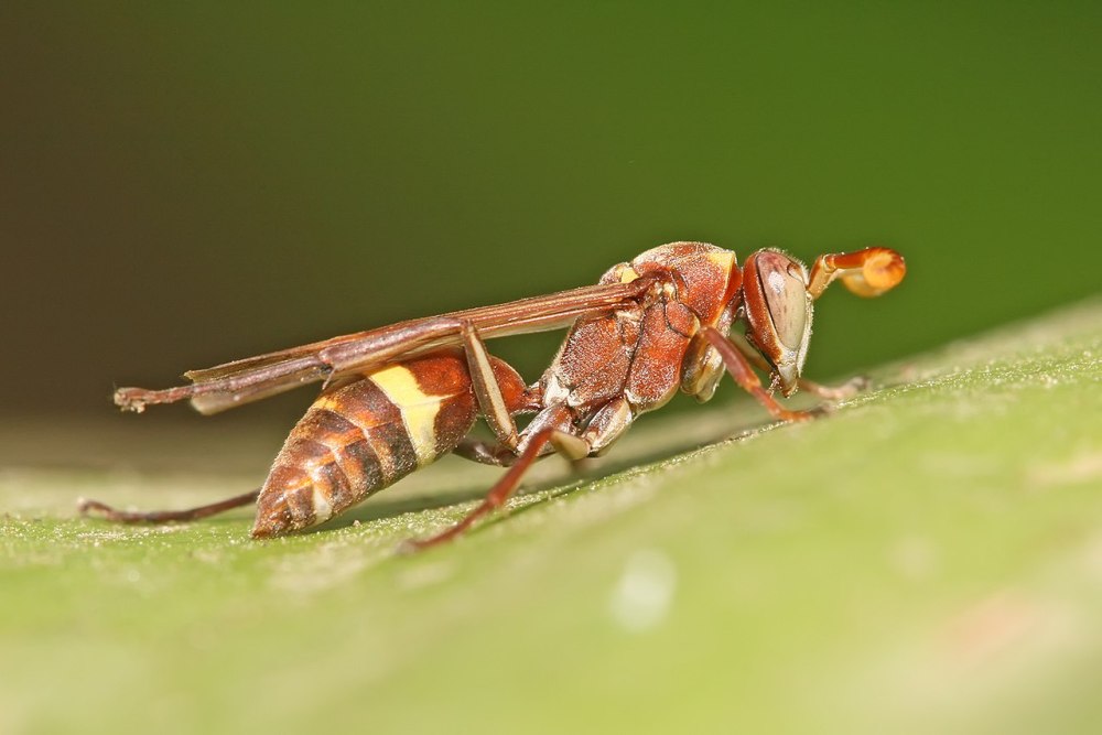 Polistes metricus
