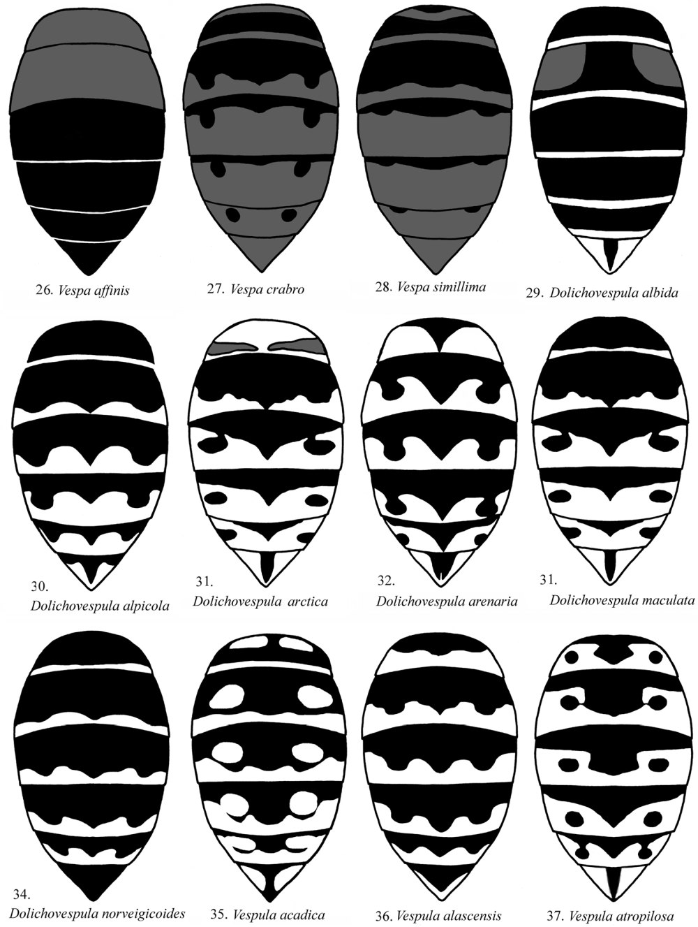 Vespula alascensis