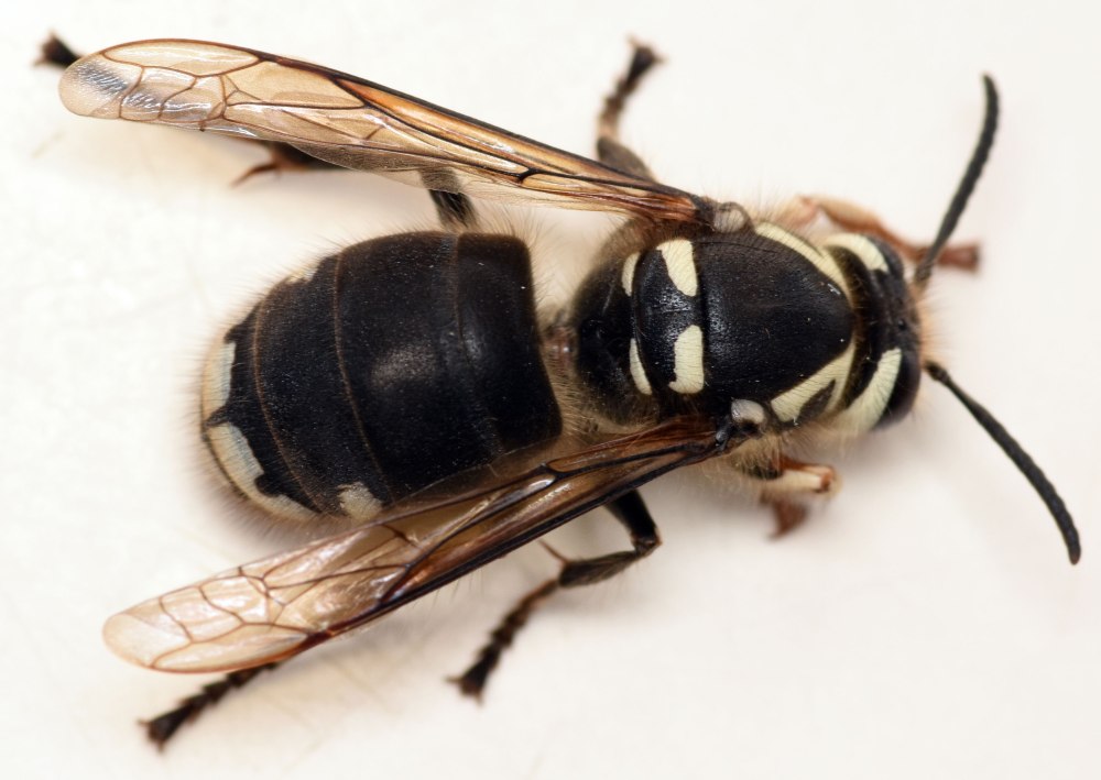 Dolichovespula maculata