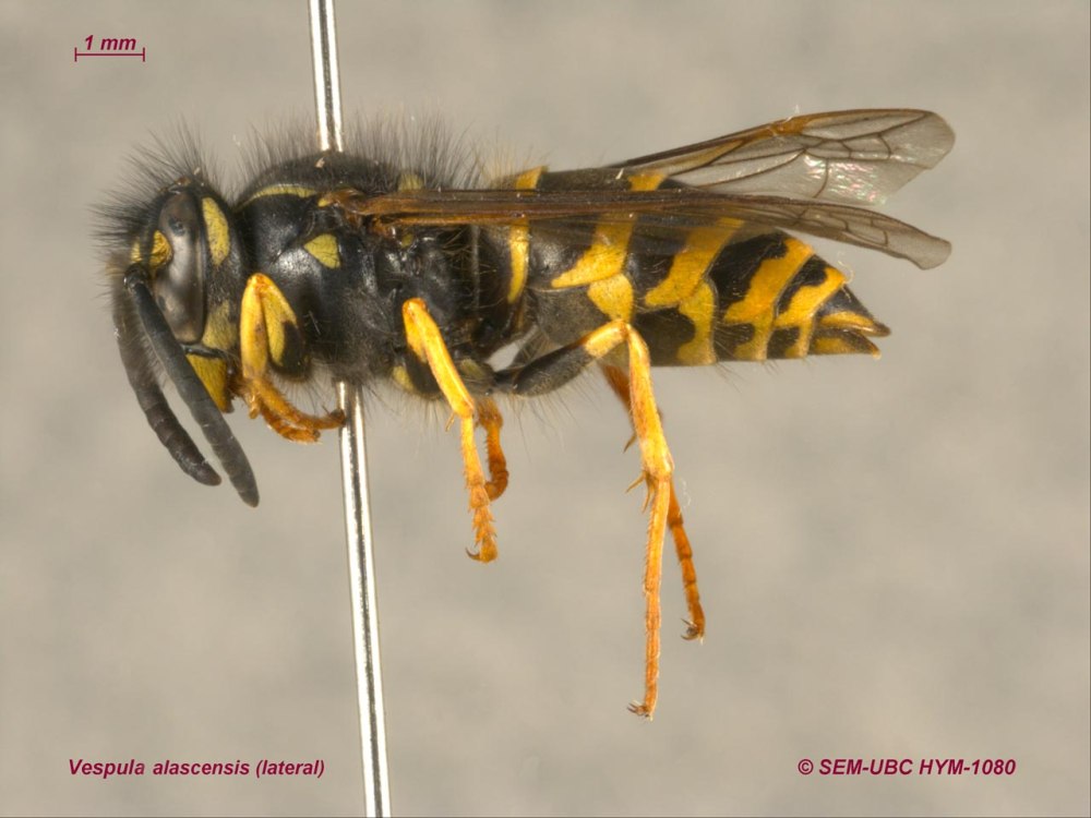 Vespula alascensis