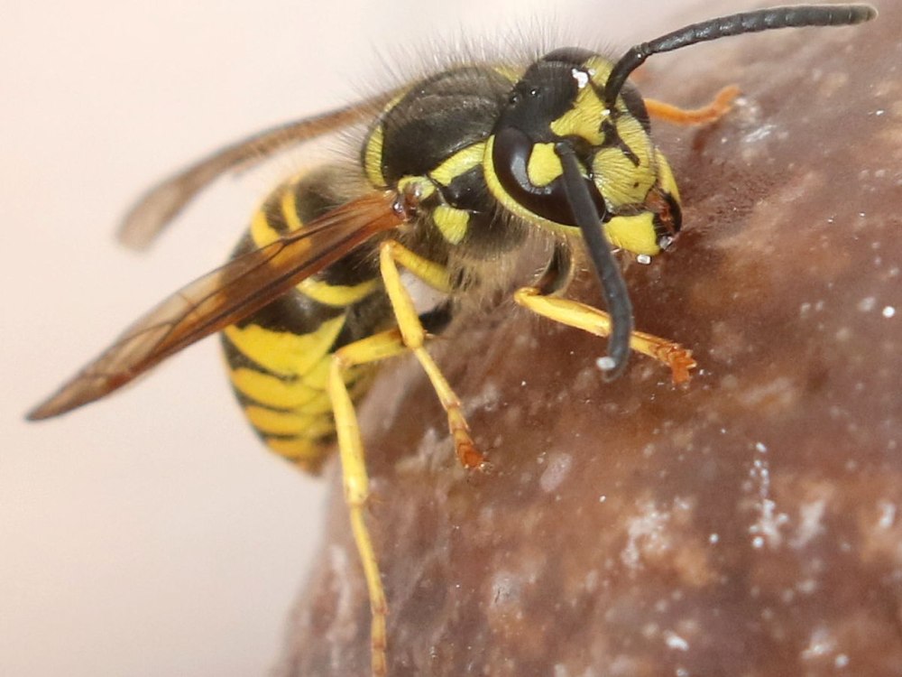Eniliornis maculifrons