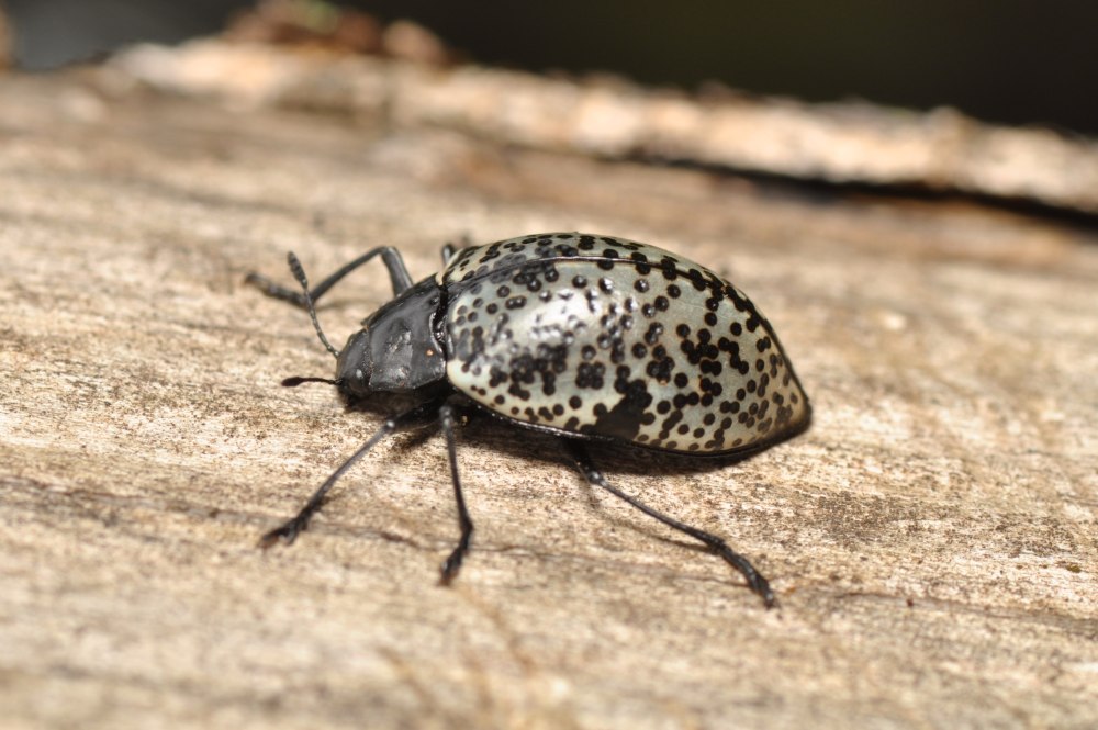 Fungus Beetle