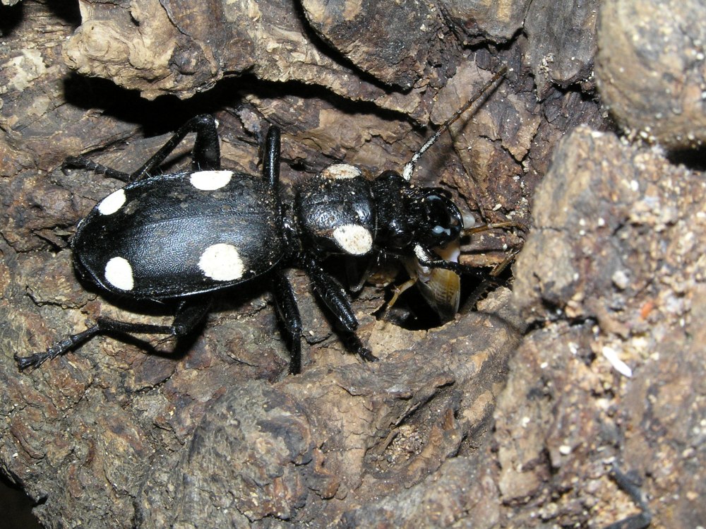 Anthia sexguttata
