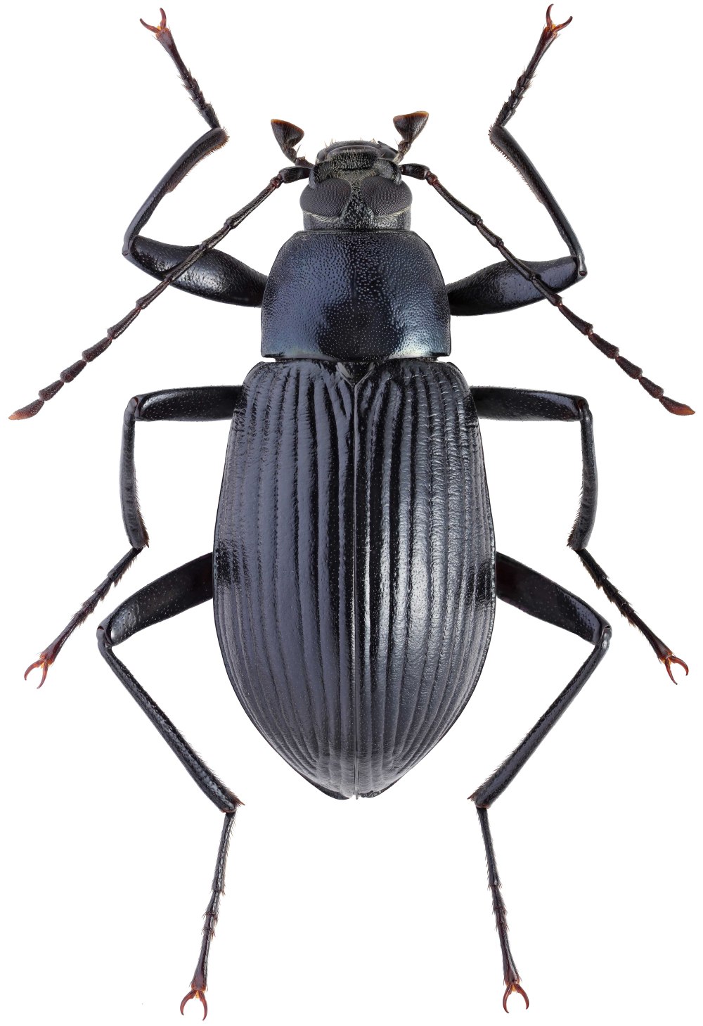 Plesiophthalmus SP. (Tenebrionidae)