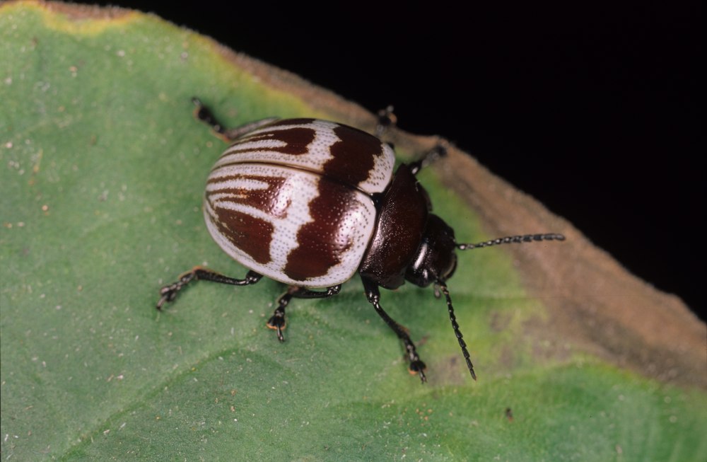 Erotylidae Малайзии