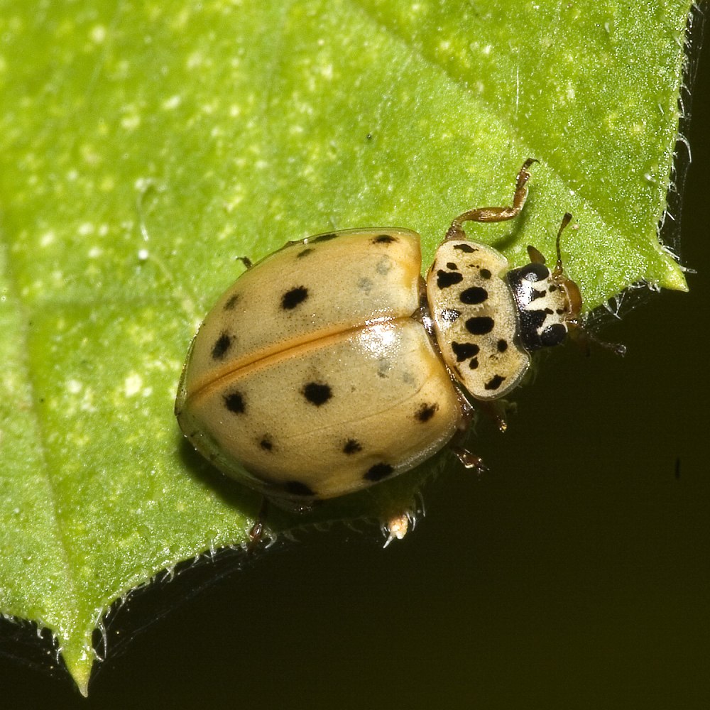 Harmonia quadripunctata личинка
