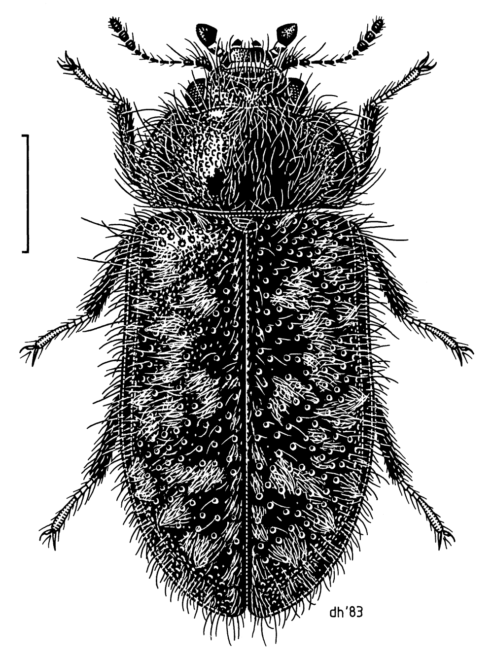 Пластинчатоусые Scarabaeidae
