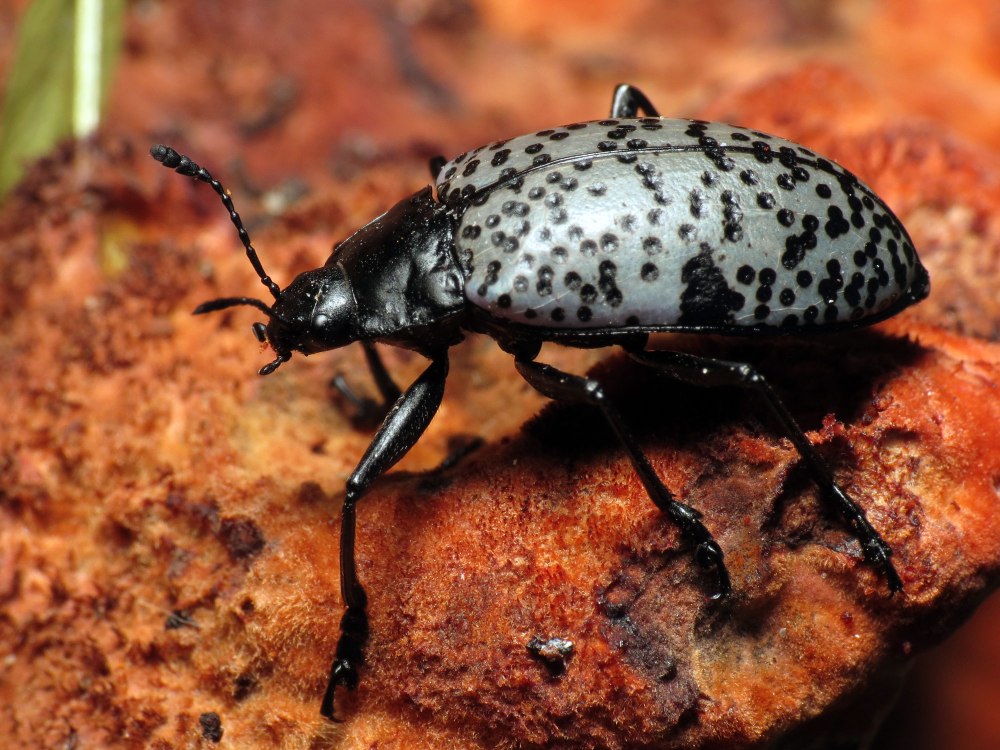 Gibbifer californicus