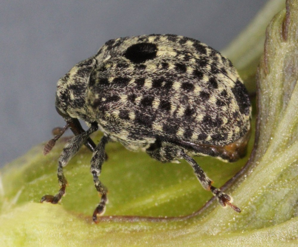 Cionus hortulanus кто распространен