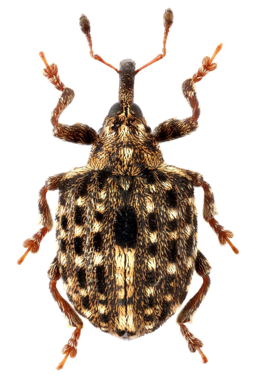 Bradycellus caucasicus