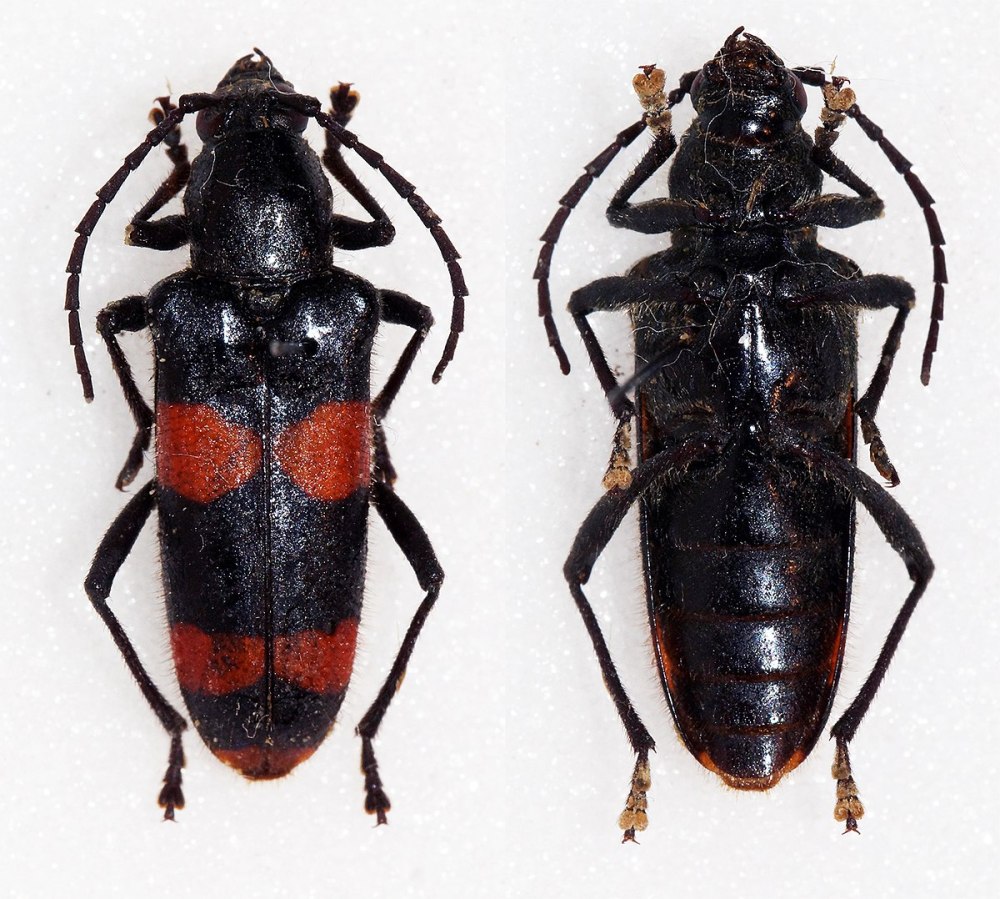 Acalolepta Жук усач