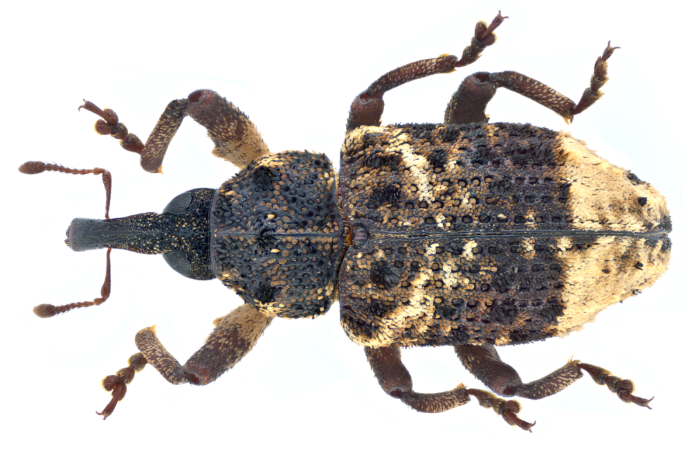 Coleoptera- Curculionidae