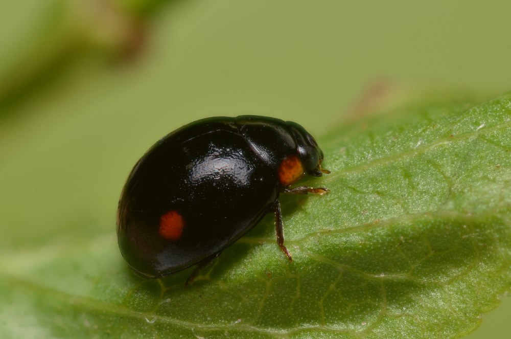 Hyperaspis Campestris