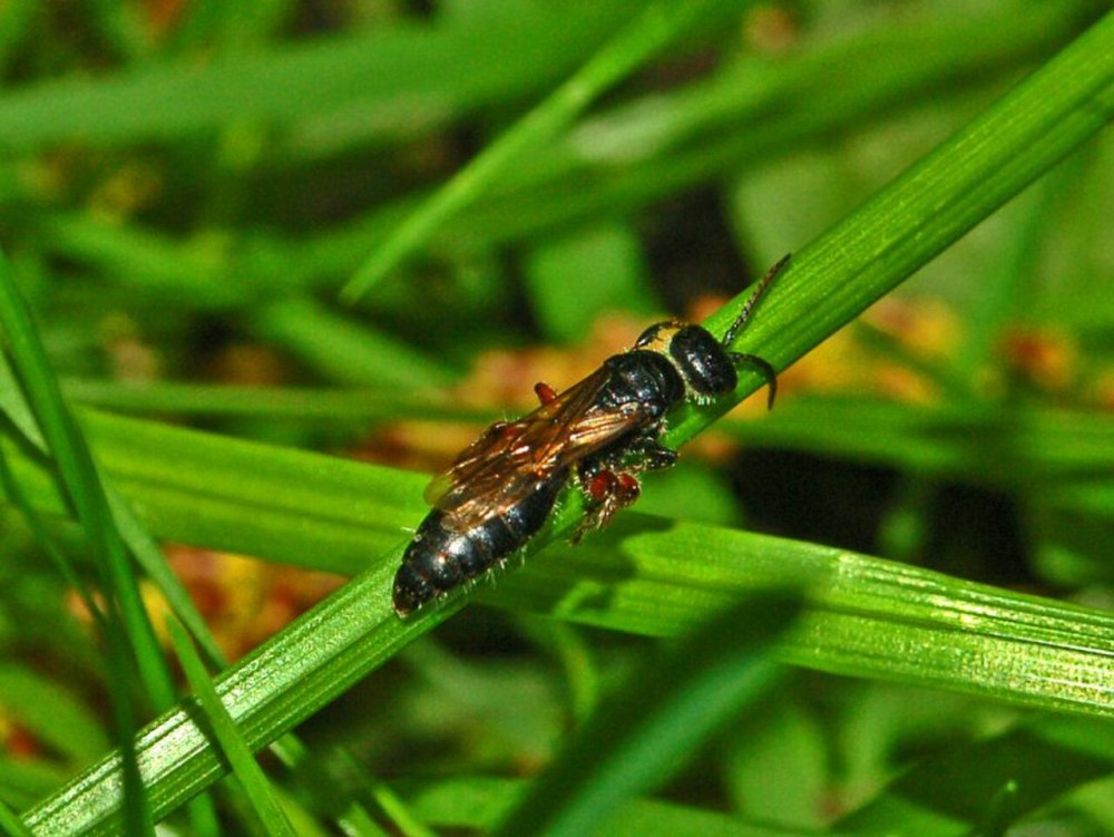 Serromyia femorata