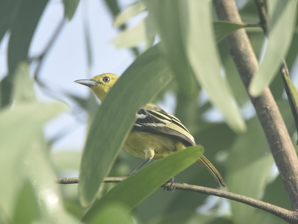 Aegithina tiphia