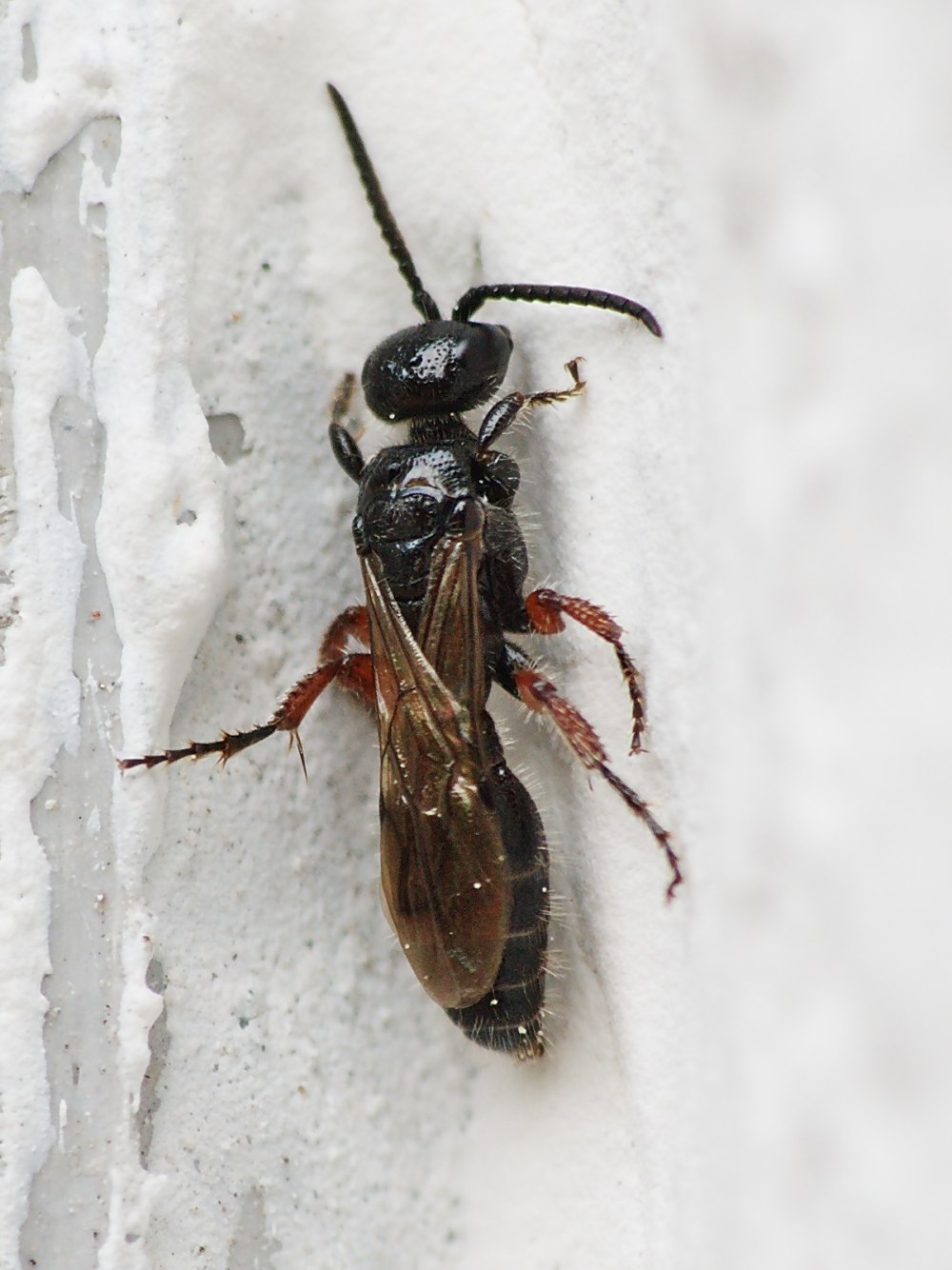 Tiphia femorata