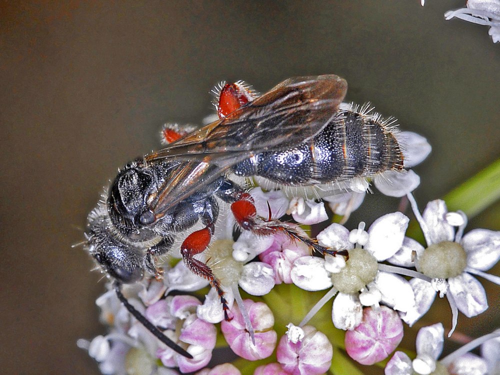 Tiphia femorata