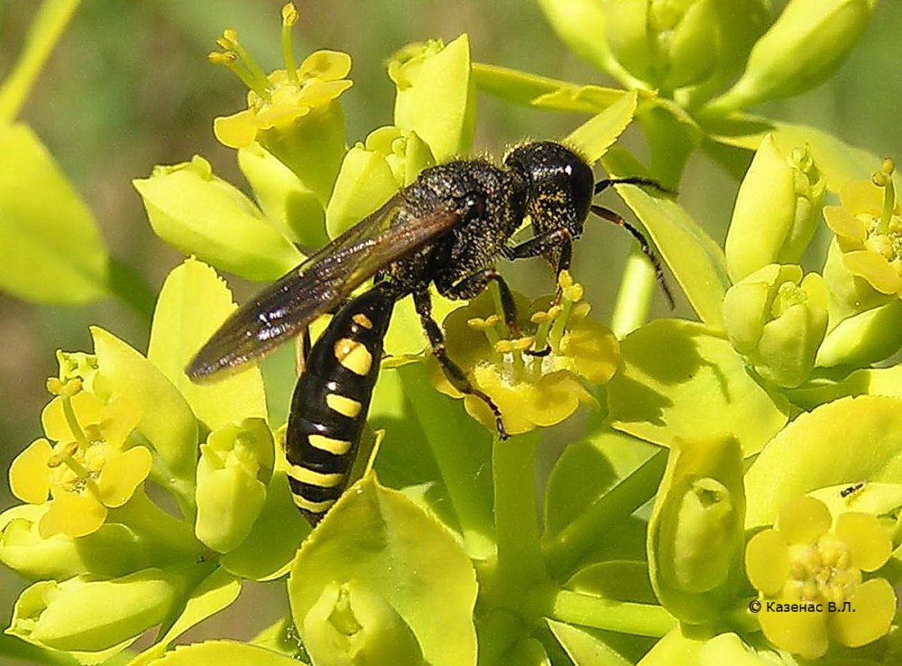 Ectemnius fossorius