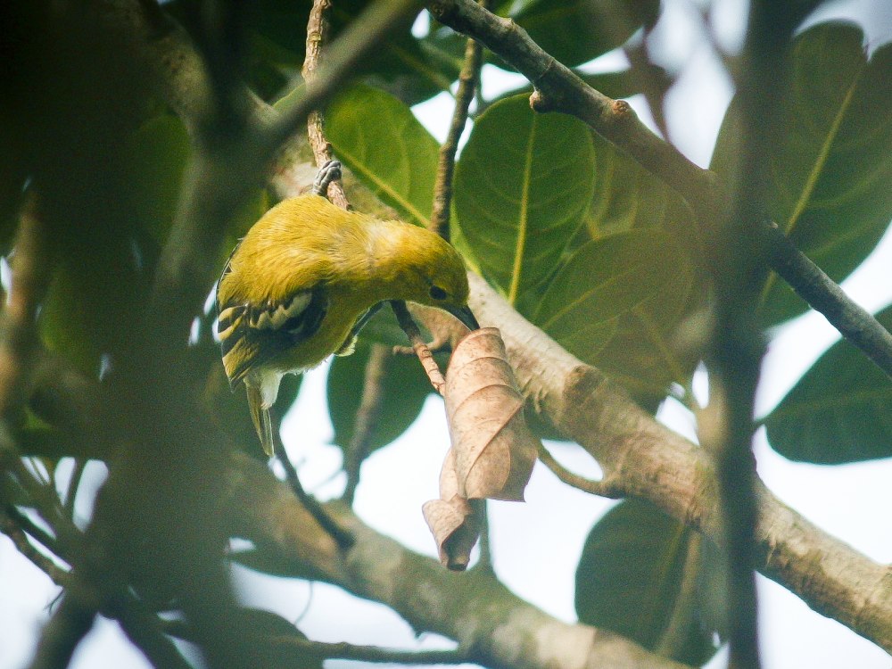 Aegithina tiphia