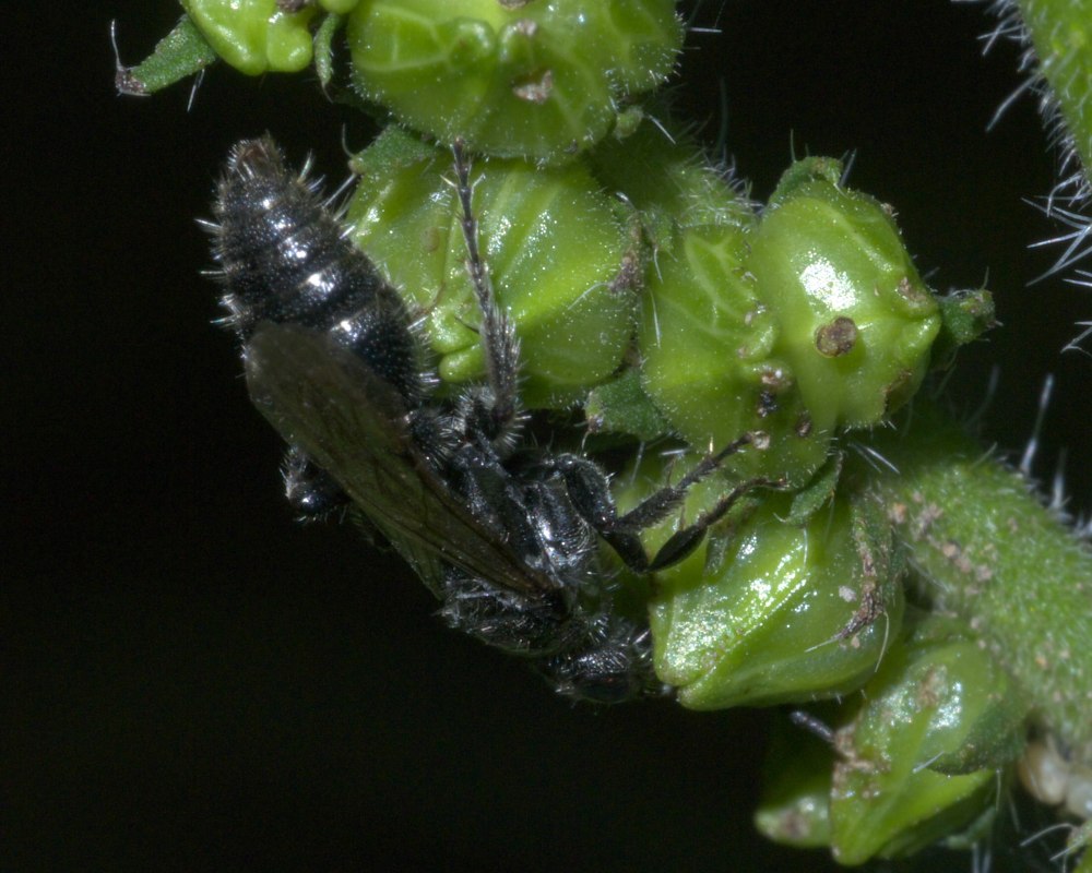 Dissotrocha aculeata (WISZ.),