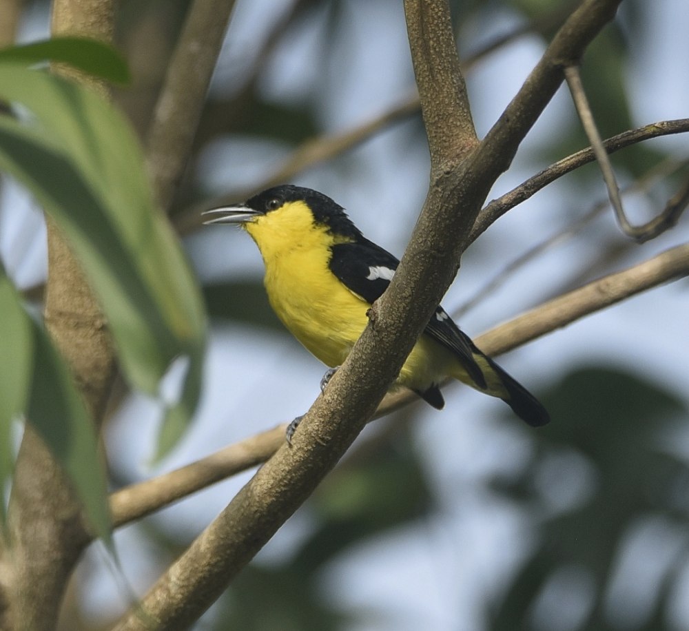 Aegithina nigrolutea