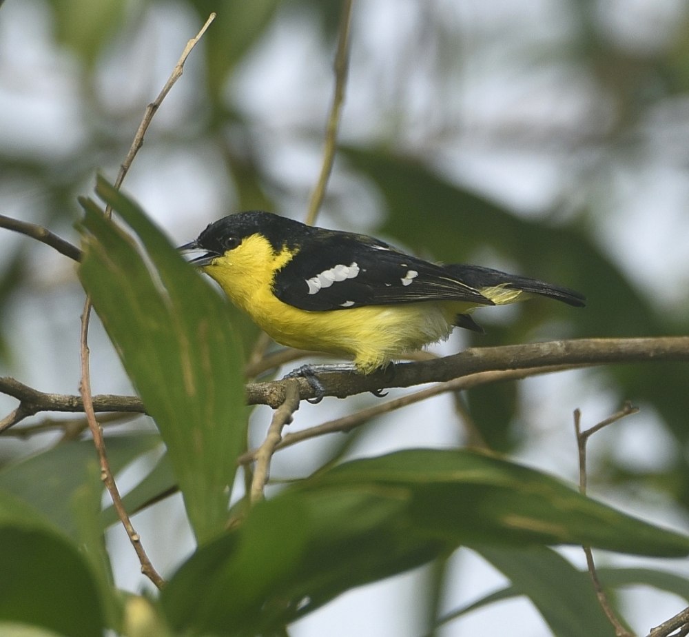 Pardaliparus amabilis